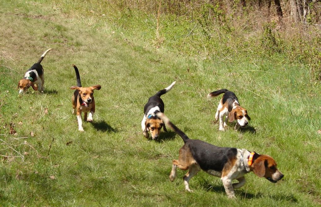American Kennel Club (AKC) Beagling Today