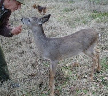 huntingwdaddyrabbit1